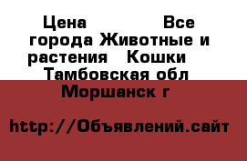 Zolton › Цена ­ 30 000 - Все города Животные и растения » Кошки   . Тамбовская обл.,Моршанск г.